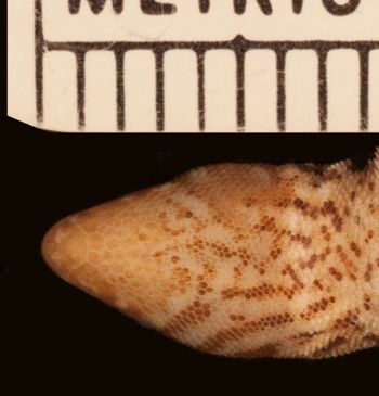 Media type: image;   Herpetology R-34427
